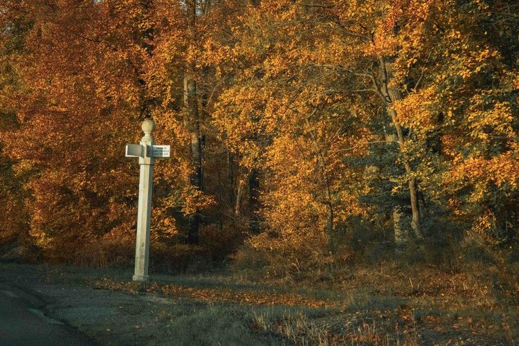 Forêt de Compiègne automne