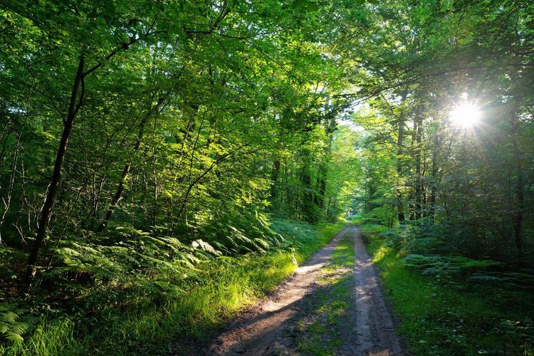 Forêt de Compiègne