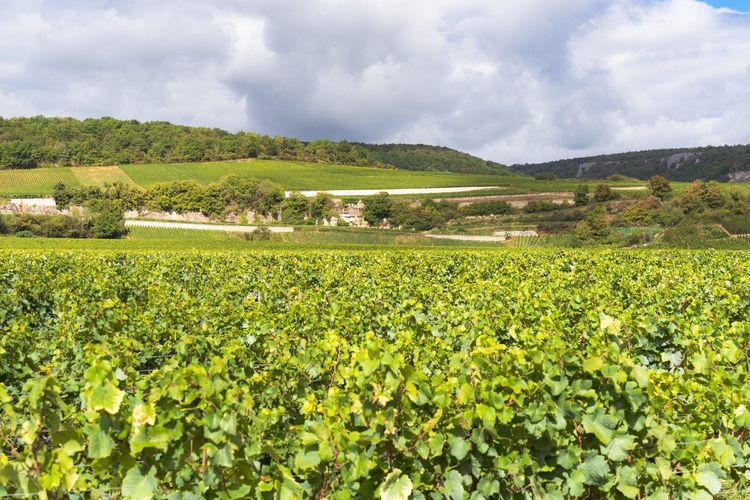 Côte de Nuits vendanges
