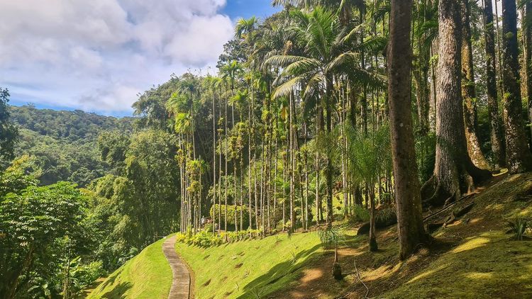 Jardin de Balata