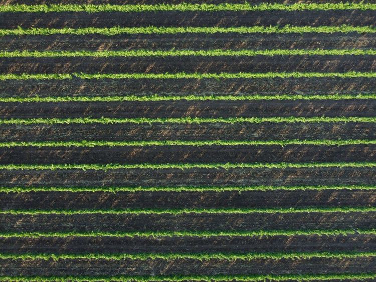 vignes Tricastin