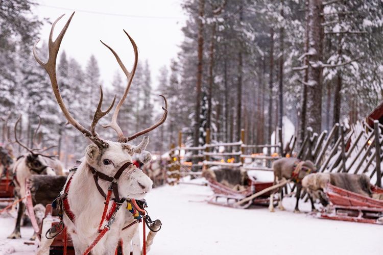 Village du Père Noël Rovaniemi