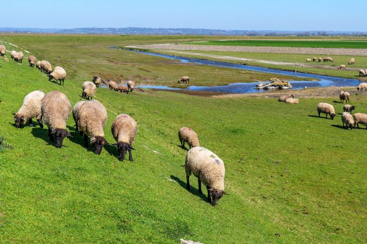 moutons prés salés