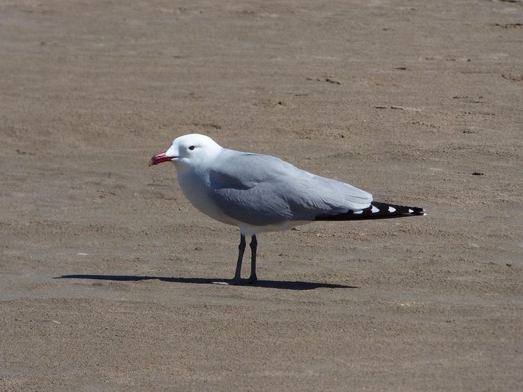 goeland-audouin