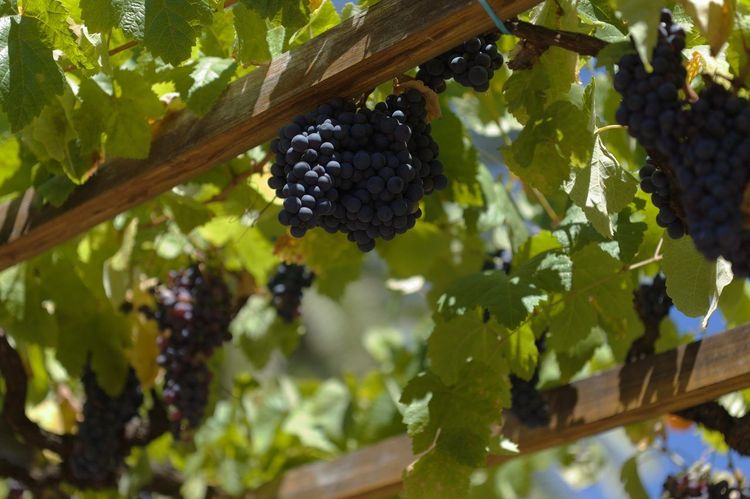 vignobles Gran Canaria