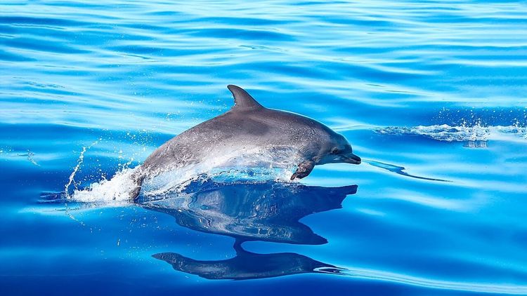 baleines dauphins Madère