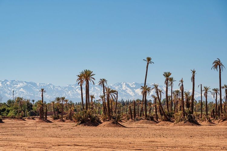 Palmeraie Marrakech
