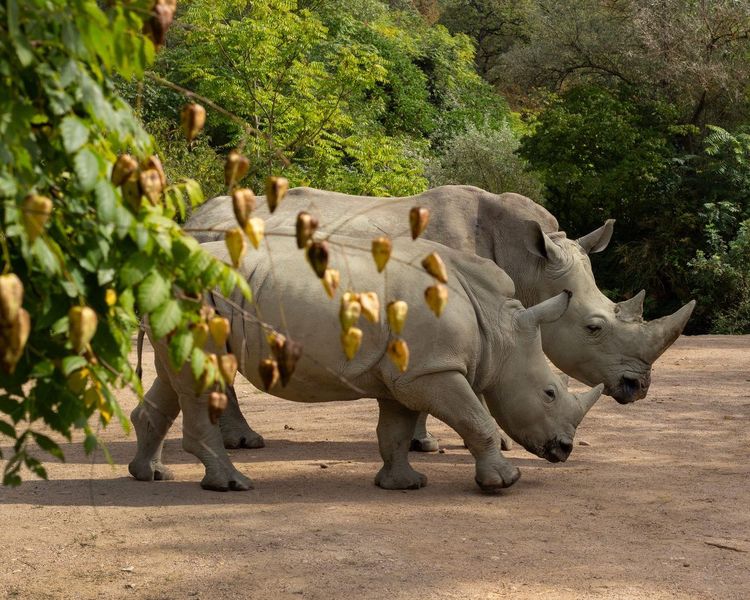Zoo d'Amnéville
