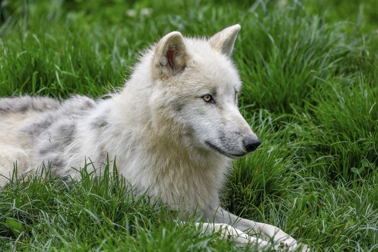 parc animalier Moselle