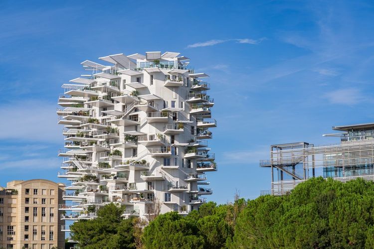Arbre Blanc Montpellier
