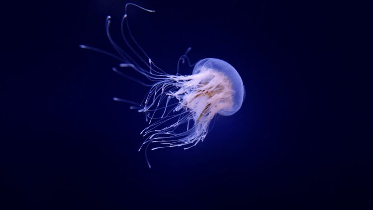 aquarium méduses tropicaux