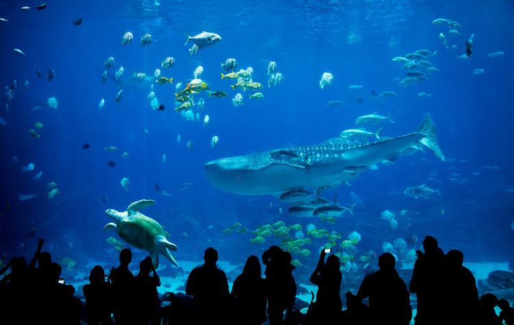 passant-observant-un-aquarium
