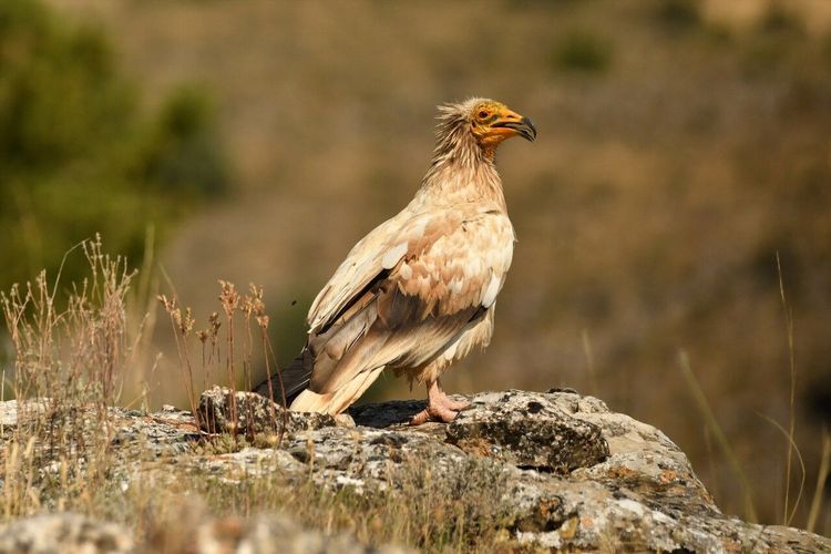 Vautour percnoptère