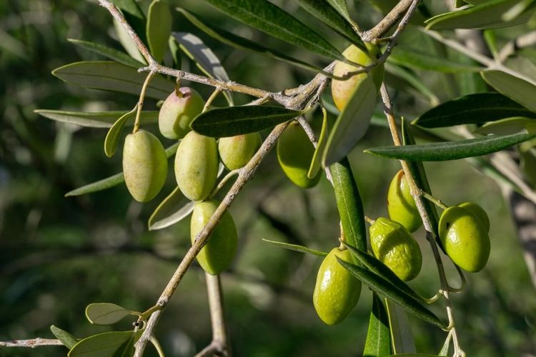 huile d'olive Provence