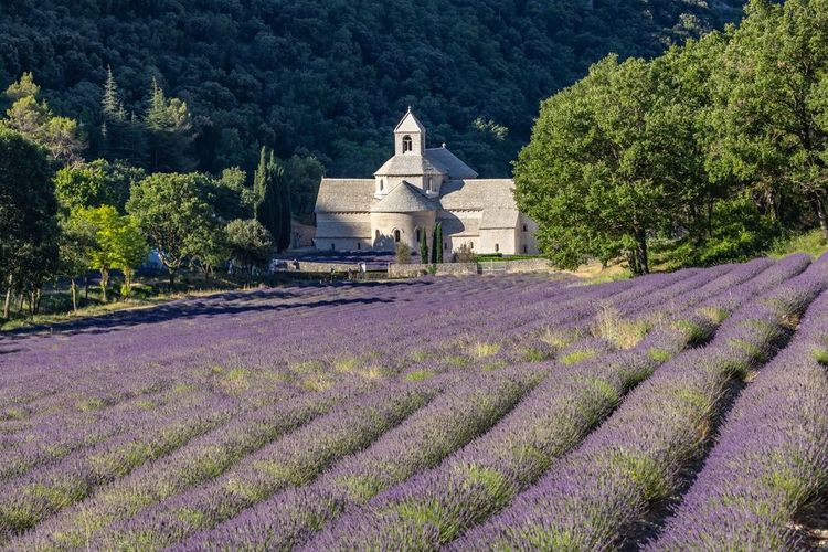 abbaye-de-Senanque