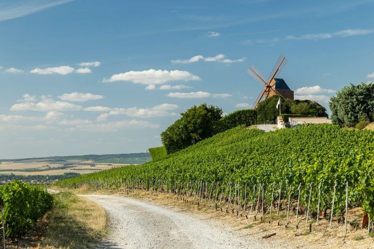 vignoble champenois