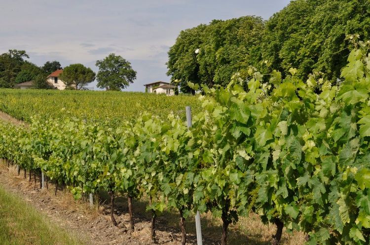 vignes arrière-pays charentais