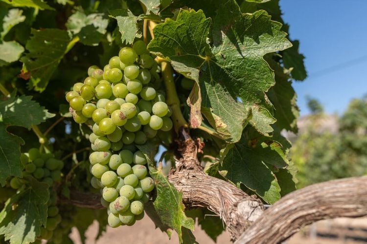 Vignoble Patrimonio