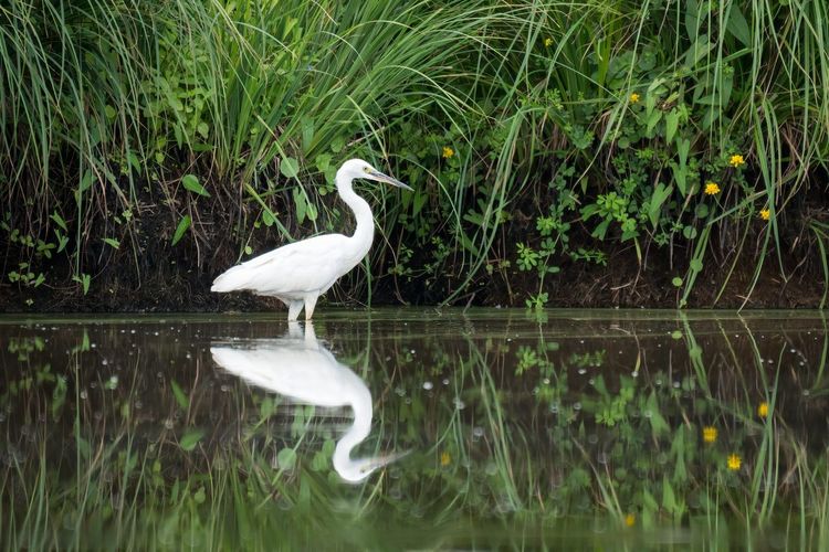 Parc naturel régional de Brière