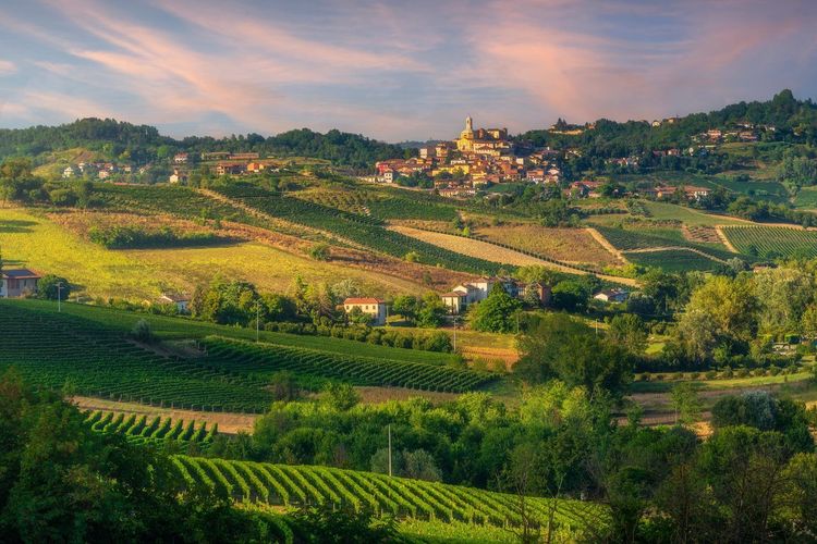 Vignobles des Langhe