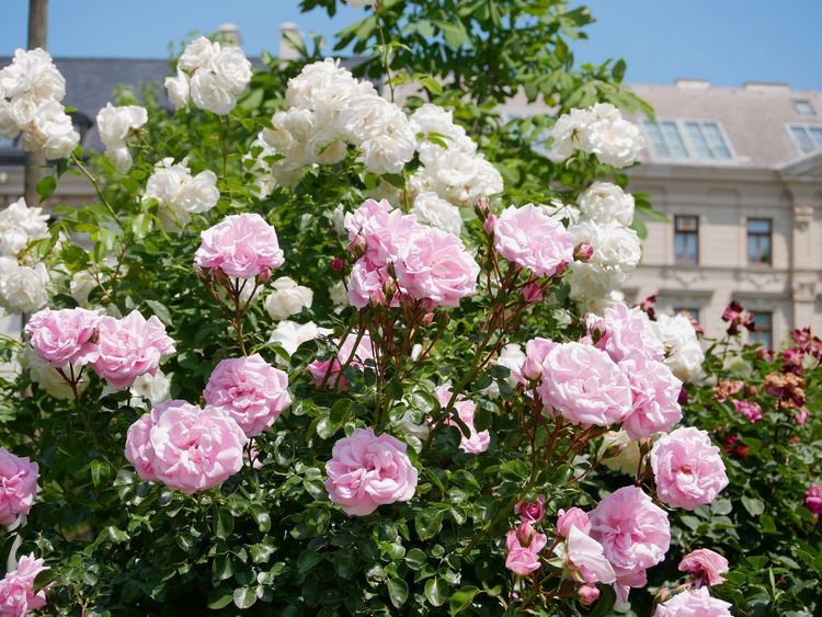 Volksgarten Vienne