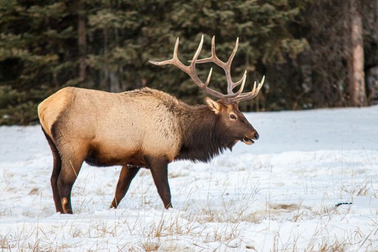 wapiti-neige