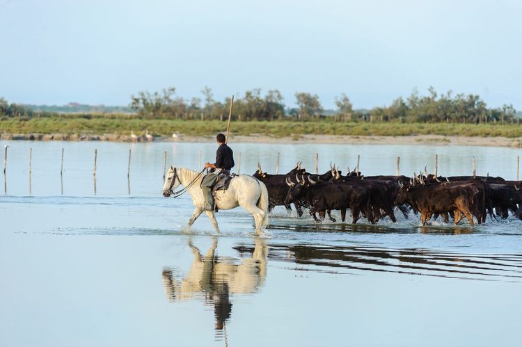 Camargue