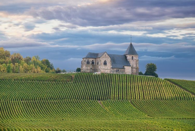 Coteaux de Champagne