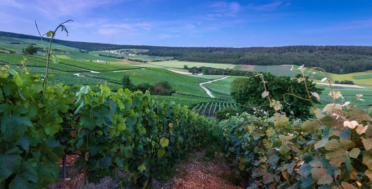 Coteaux de Champagne UNESCO