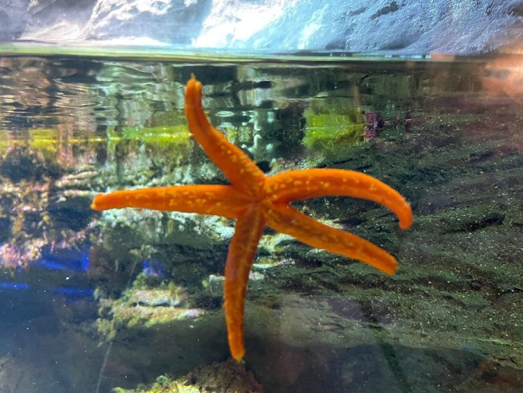 Acquario di Genova