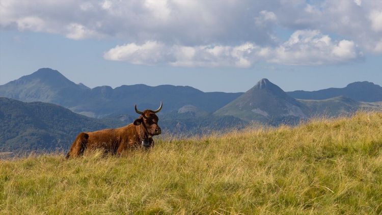Vache Salers Cantal