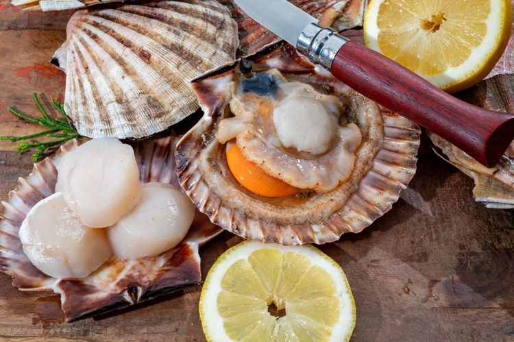 coquilles-saint-jacques-normandie