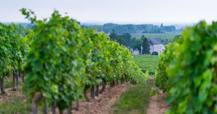 Découverte des vignobles de Touraine