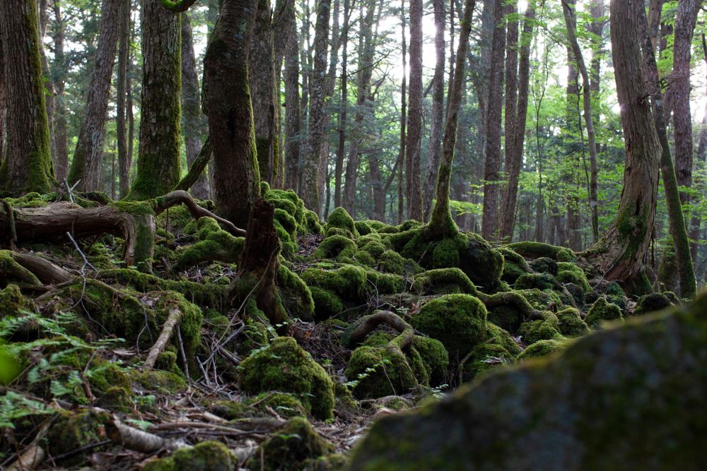 Aokigahara,Nature,Forest,In,Japan