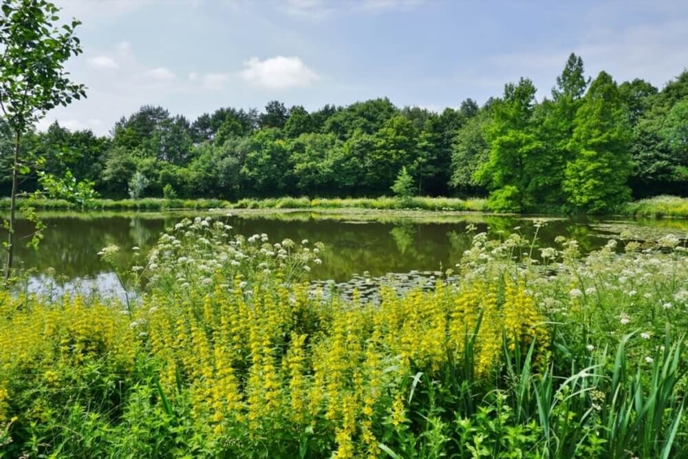 Parc des Gayeulles Rennes
