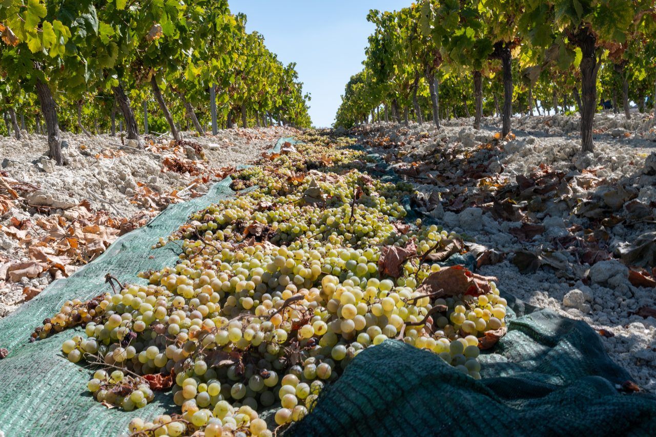 Montilla bodegas