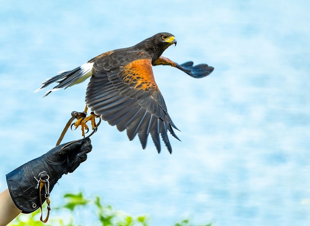 rocher-des-aigles