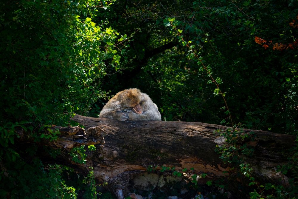 macaque-foret-des-singes