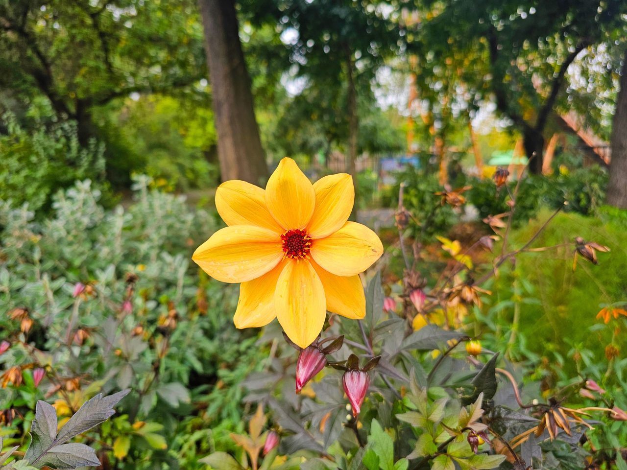 Jardin des Plantes Lille