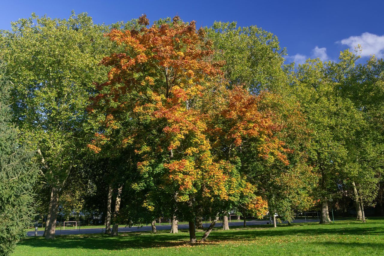 Parc de la Pépinière Nancy