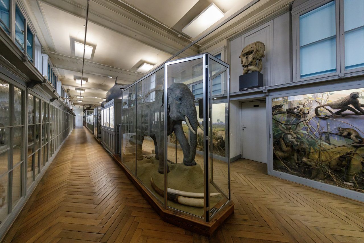 Muséum d'Histoire Naturelle Rouen
