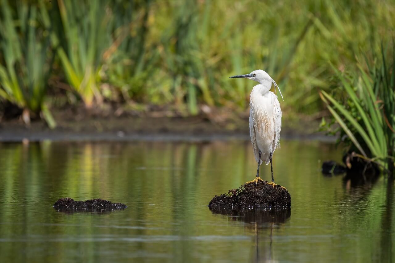Grande Brière marais