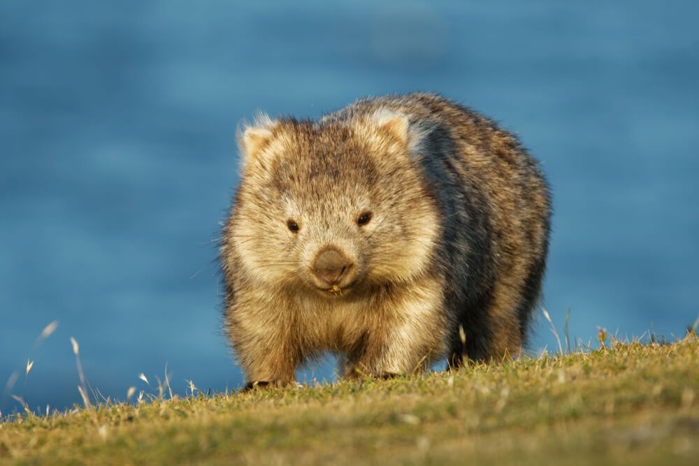 activites sydney kangourous wombats excursion nature
