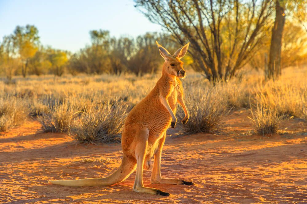 Top 7 Best Activities in Sydney