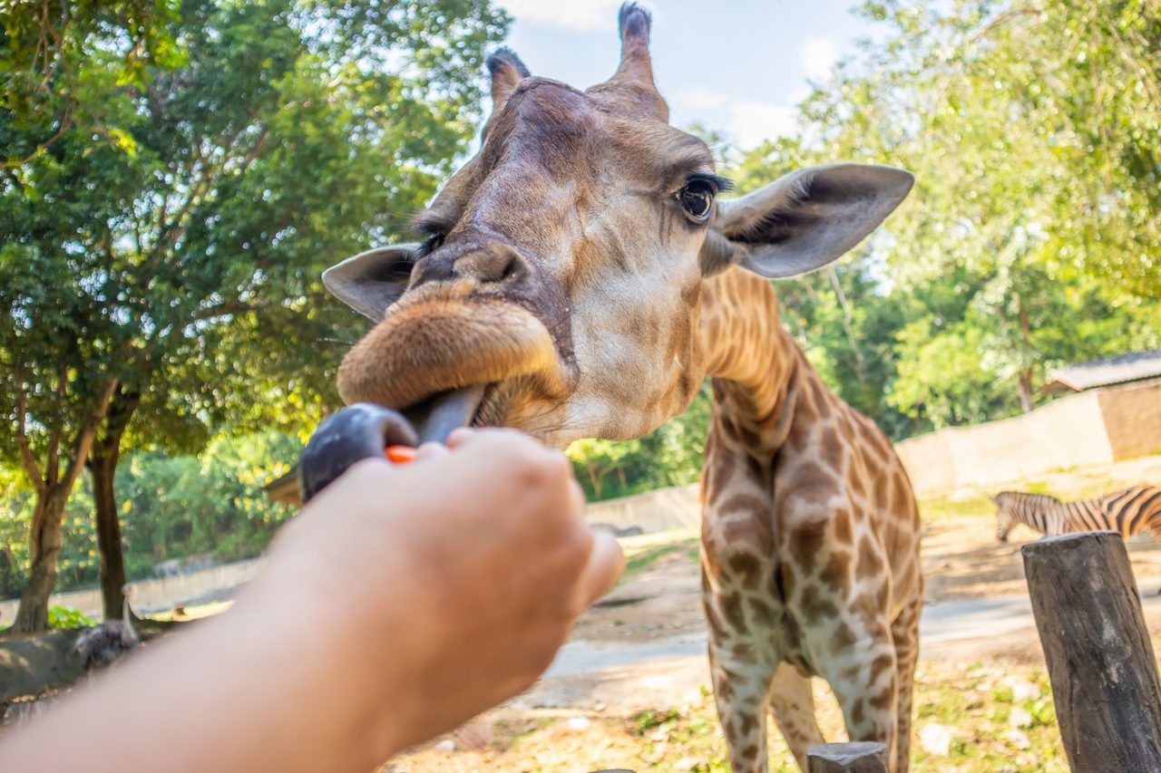 Zoo African Safari