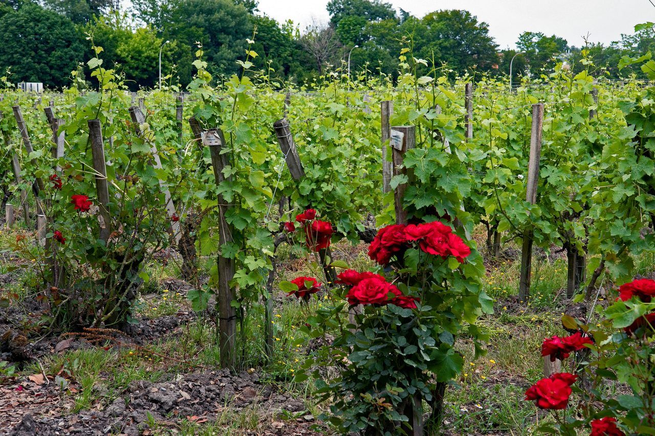 Vignobles Sud-Ouest
