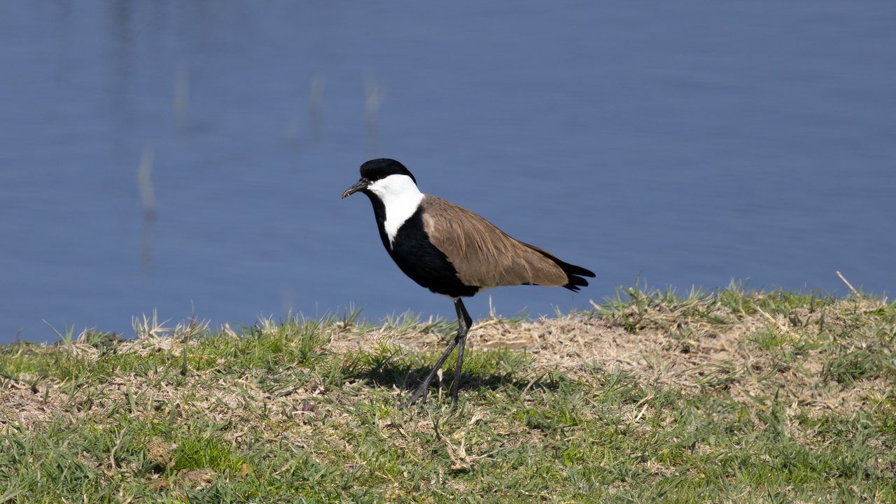 Prés-salés oiseaux migrateurs