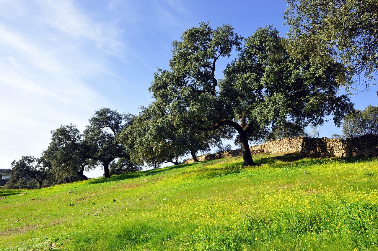 sentier forêt chênes pâturages