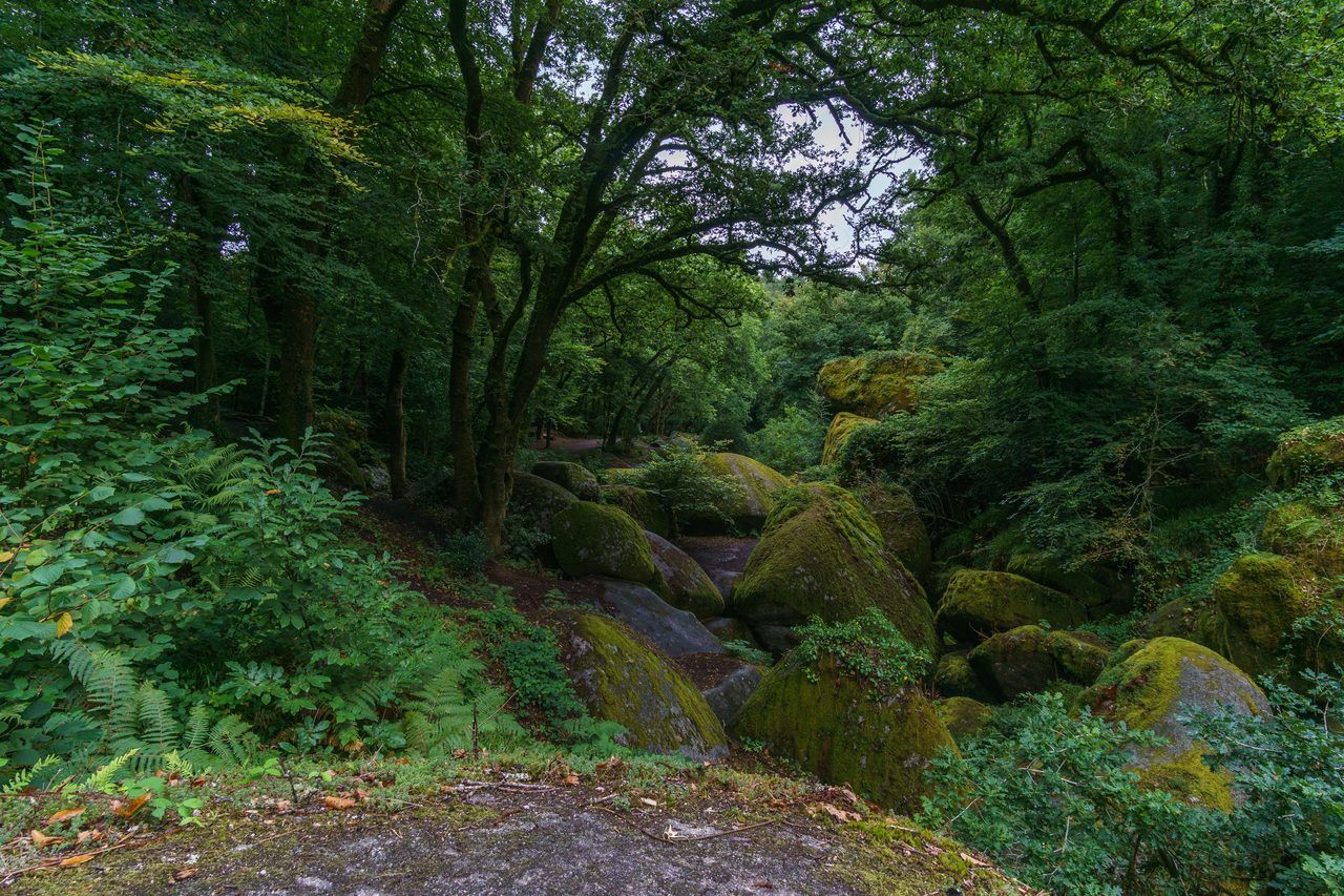 Forêt de Chailluz