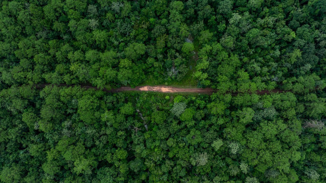 Forêt des Vaseix